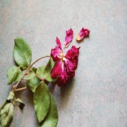 The Nature of this World