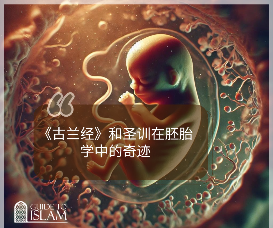 《古兰经》和圣训在胚胎学中的奇迹