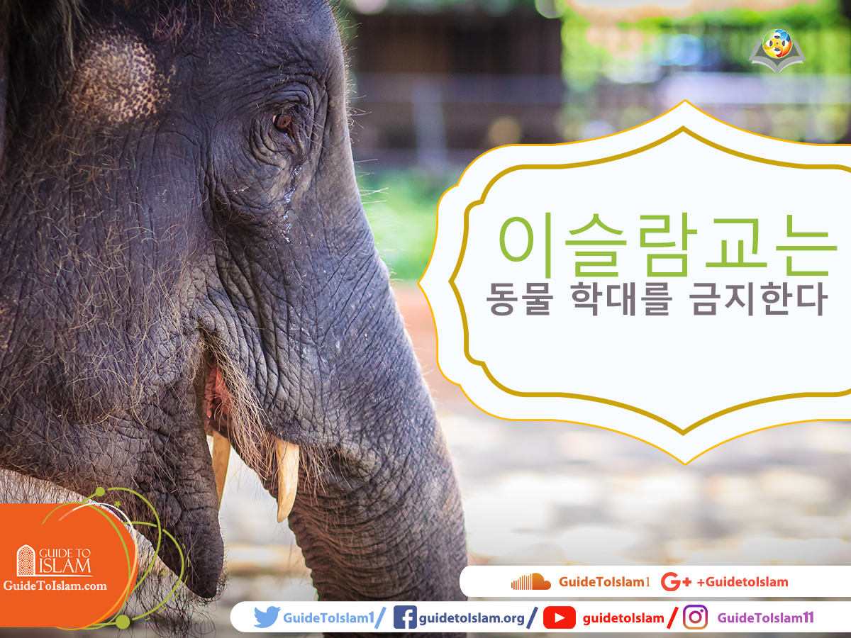 이슬람교는 동물 학대를 금지한다. # 이슬람교를 세계에 소개하자