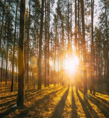 What is the purpose of life?