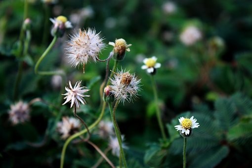 Tafseer Chương Al-A’laq