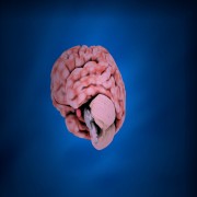 The Quran on the Cerebrum