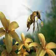 CHAPITRE 6, AL-AN’AM (LES BESTIAUX) (PARTIE 3 DE 3)