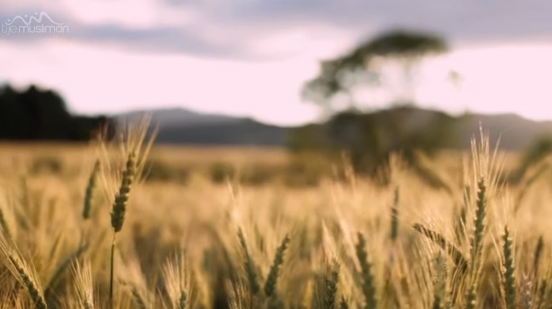 Was ist mit euch, dass ihr Allah nicht ehrt?