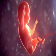 The Quran on  Embryonic Development
