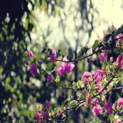 Os Direitos de Não-Muçulmanos no Islã (parte 10 de 13): Segurança da Vida, Propriedade e Honra