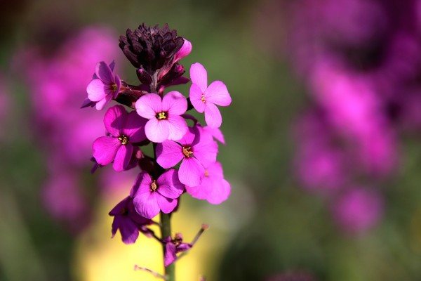 Ang mga Kundisyon ng La Ilaha illallah