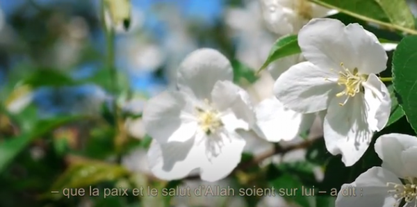 Le mérite de répéter 100 fois SobhnaAllah wa bihamdi