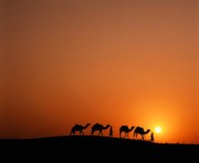 La Preservazione Divina della Sunnah (6 di 7): Il viaggio alla ricerca del Hadith