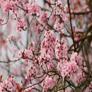 GOTTESDIENST IM ISLAM (TEIL 2 VON 3): DIE ÄUSSERLICHEN FORMEN DER GOTTESANBETUNG