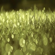 La Miséricorde Du Prophète