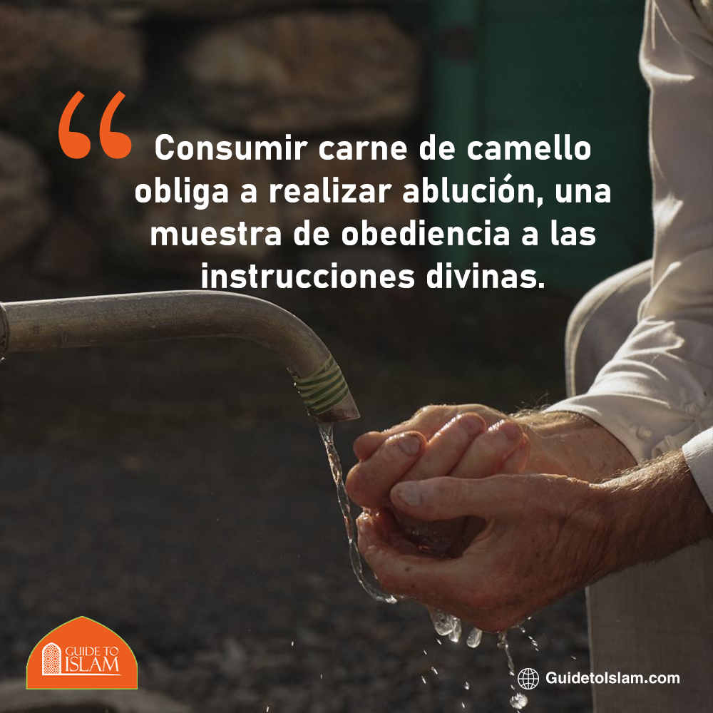 ​Consumir carne de camello obliga a realizar ablución