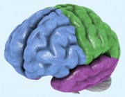 Ce que dit le Coran sur le cerveau