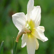 QUIERO SER MUSULMÁN, PERO... MITOS ACERCA DE CONVERTIRSE AL ISLAM (PARTE 2 DE 3)