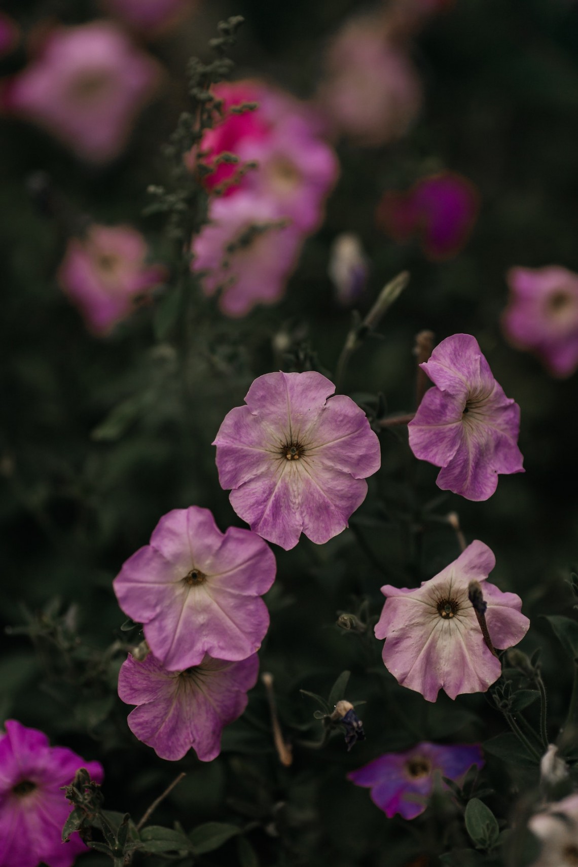 Pourquoi l'Islam interdit le sexe avant le mariage?