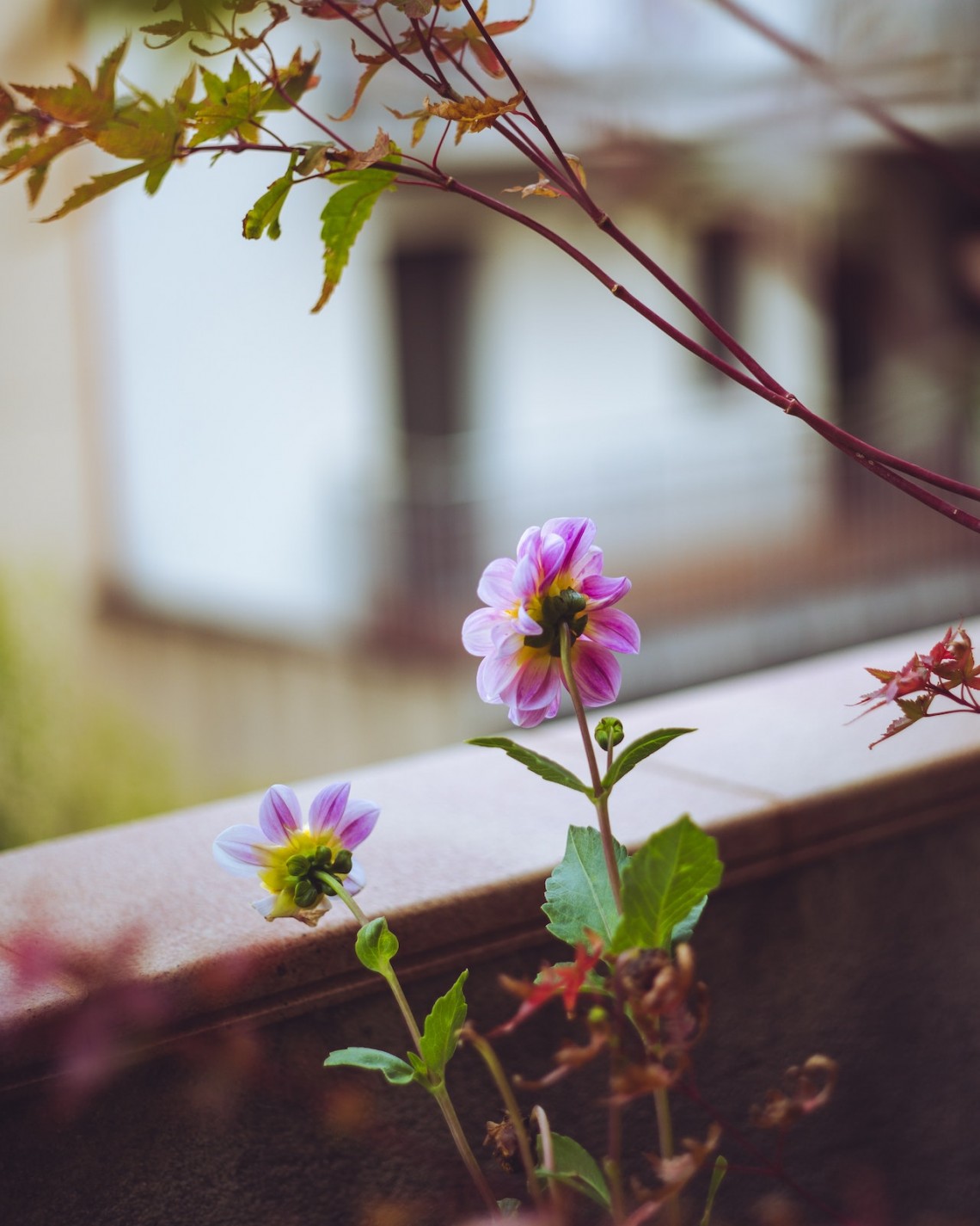 Den ädle Koranen är min Herres tal