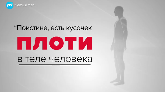 Два вида сердца