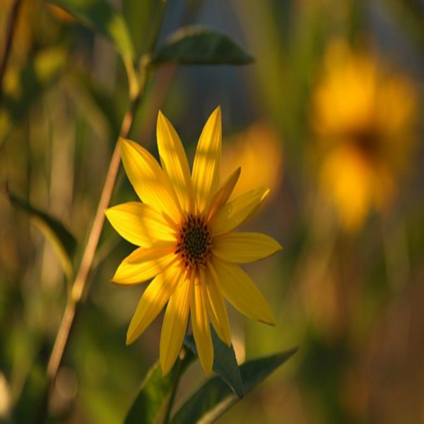 हज़रत पैगंबर-उन पर ईश्वर की कृपा और सलाम हो-क