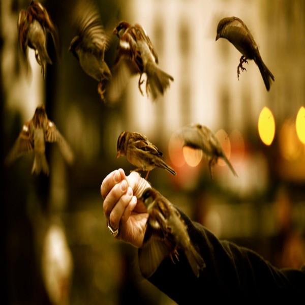 In Allah We Trust: What Tawakkul Really Means