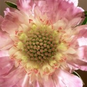 Die Schönheit des Islam (teil 3 von 3): Gott liebt Schönheit