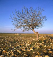 A Bíblia Nega a Divindade de Jesus (parte 3 de 7): Jesus não é Todo-Poderoso e não é Onisciente