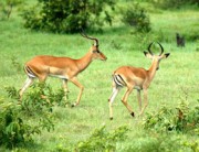 Правильное восприятие окружающего мира: права животных и несправедливое отношение к ним (часть 3 из 4)