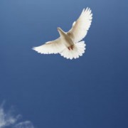 LOS MILAGROS DE JESÚS