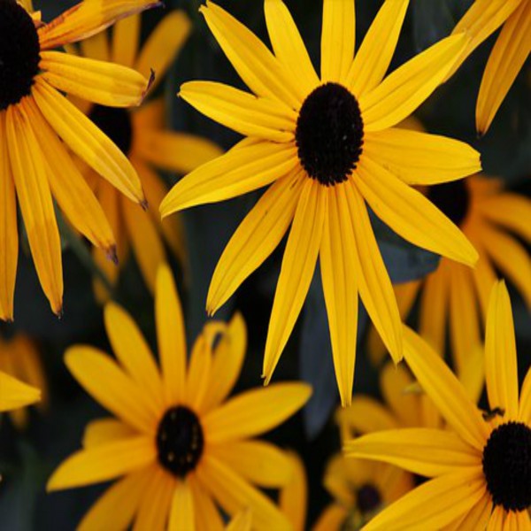 Sura an-Nasr (Die Hilfe)