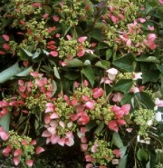 La lutte pour l’unicité de Dieu (partie 2 de 2)