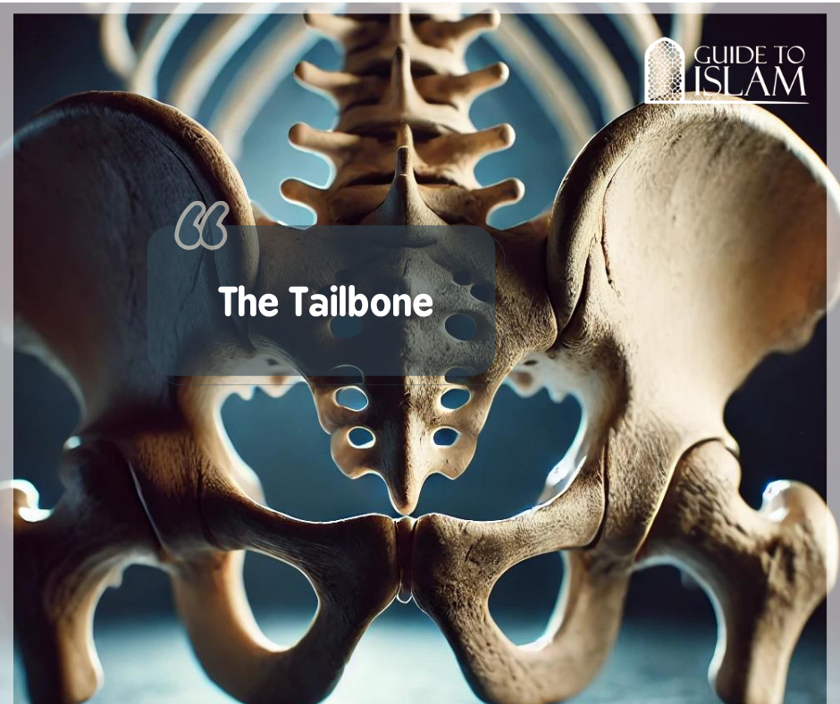 The Tailbone