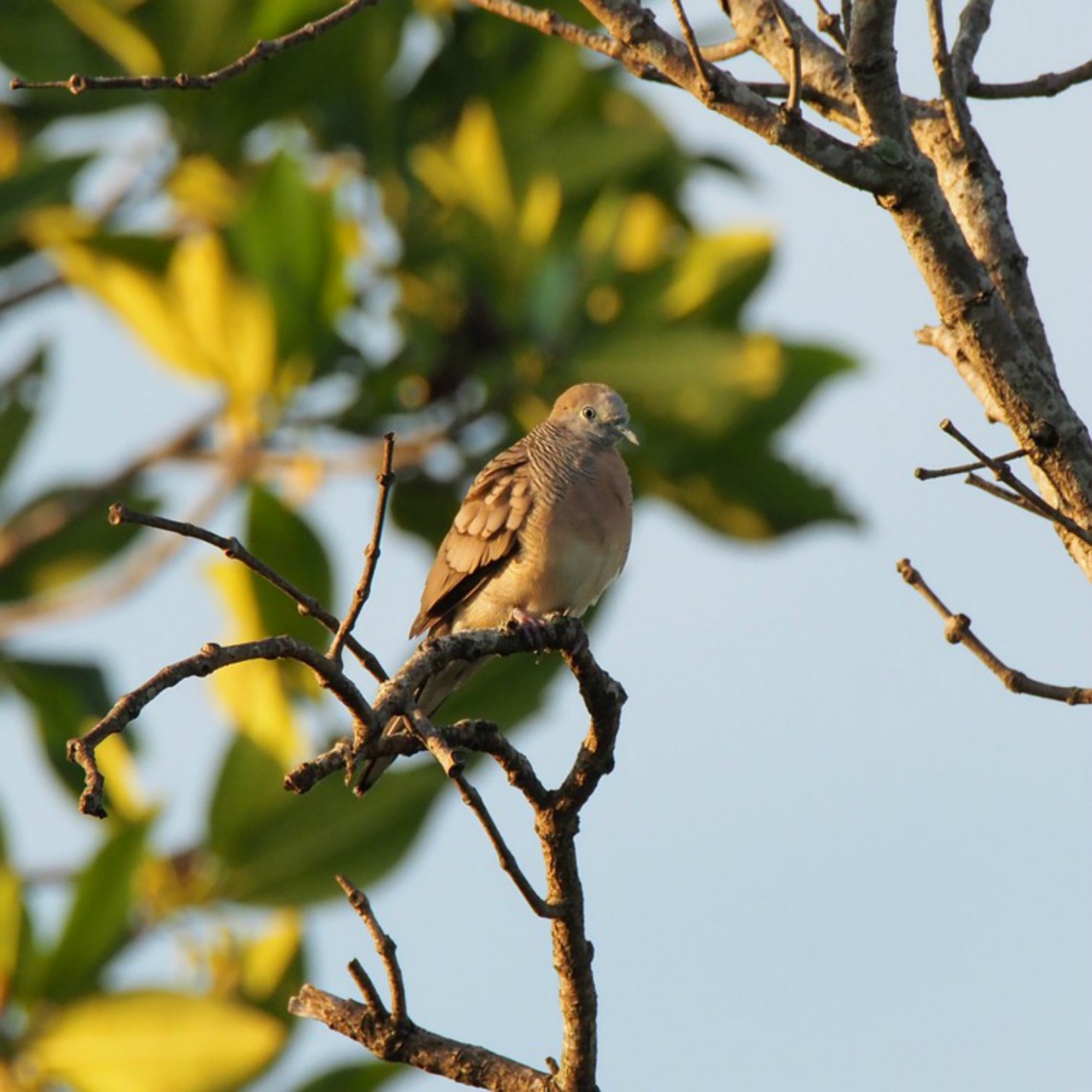 Akifah Baxter, Ex-Christian, USA